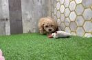 Maltipoo Puppy for Adoption