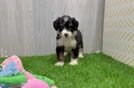 Mini Bernedoodle Puppy for Adoption