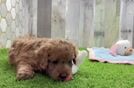 Playful Cavapoodle Poodle Mix Puppy