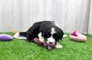 Energetic Mini Bernesedoodle Poodle Mix Puppy