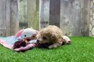 Playful Maltidoodle Poodle Mix Puppy
