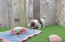 Playful Shih Tzu Baby