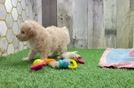 Meet Jaynee - our Maltipoo Puppy Video