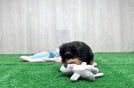 Happy Yorkie Poo Baby