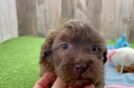 Petite Shih Poo Poodle Mix Pup