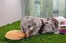 Mini Aussiedoodle Puppy for Adoption