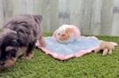 Adorable Mini Australian Shepherd X Poodle Mix Poodle Mix Puppy