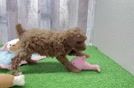 Friendly Poodle Baby