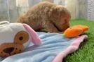 Best Cockapoo Baby