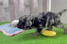 Friendly Cockapoo Baby