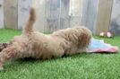 Little Cocker Doodle Poodle Mix Puppy