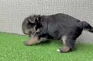 Best Morkie Baby