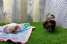 Best Cockapoo Baby