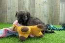 Meet Ernie - our Shih Poo Puppy Video