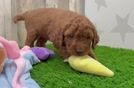Funny Mini Goldendoodle Poodle Mix Pup