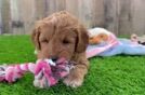 Mini Goldendoodle Puppy for Adoption
