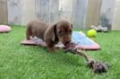 Cute Doxie Purebred Puppy