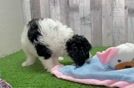 Cavapoo Pup Being Cute