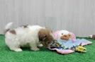 Cute Shih Poo Baby