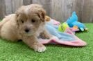 Maltipoo Puppy for Adoption