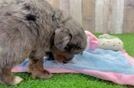 Little Mini Goldenpoo Poodle Mix Puppy