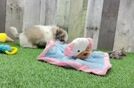 Meet Hank - our Teddy Bear Puppy Video