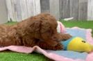 Mini Goldendoodle Pup Being Cute