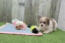 Maltipoo Puppy for Adoption