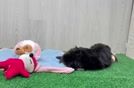 Yorkie Poo Puppy for Adoption