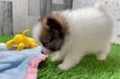 Cute Pom Pom Purebred Puppy