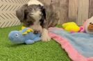 Playful Aussiepoo Poodle Mix Puppy