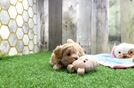 Maltipoo Pup Being Cute