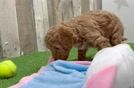 Mini Goldendoodle Puppy for Adoption