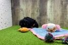 Poodle Puppy for Adoption