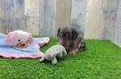 Cute Doxie Purebred Puppy