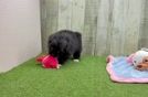 Fluffy Pomachon Designer Pup