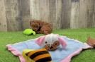 Best Mini Goldendoodle Baby