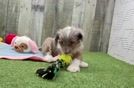 Adorable Mini Australian Shepherd X Poodle Mix Poodle Mix Puppy