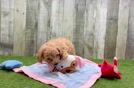 Poochon Pup Being Cute