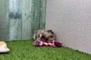 Energetic Aussiepoo Poodle Mix Puppy