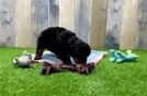 Meet Amelia - our Poodle Puppy Video