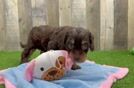 Meet Boomer - our Cavapoo Puppy Video