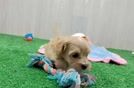 Meet Rita - our Maltipoo Puppy Video
