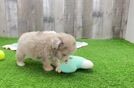 Mini Aussiedoodle Pup Being Cute