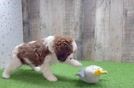 Cavapoo Pup Being Cute