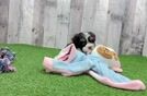 Havanese Puppy for Adoption