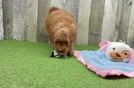 Playful Mini Groodle Poodle Mix Puppy