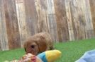 Best Cavapoo Baby