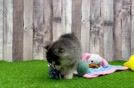 Meet Antonio - our Pomsky Puppy Video