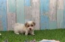 Energetic Shih Poo Poodle Mix Puppy